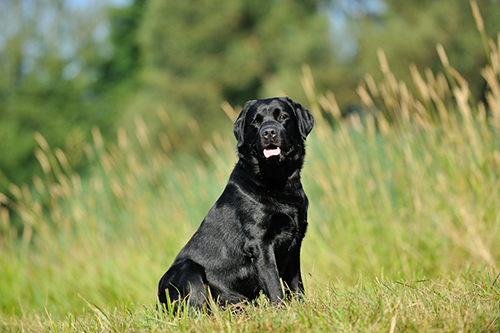 Heidelberg Hills Labradors